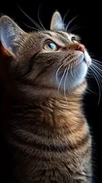 cat 05